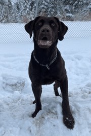 Bella