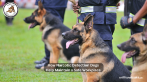 Narcotic Detection Dogs