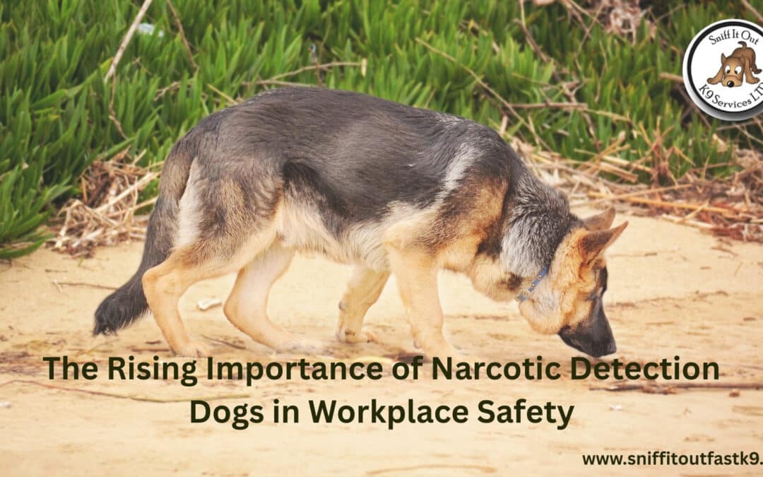 Narcotic detection German Shepherd sniffing area