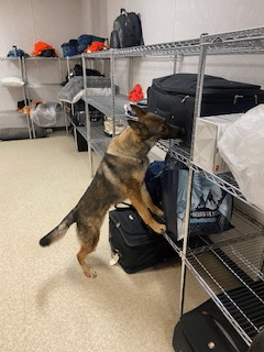 Tula Drug dog Tula