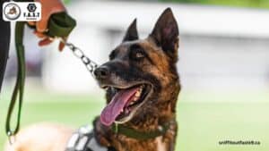 7 Proven Ways Drug Detection Dogs