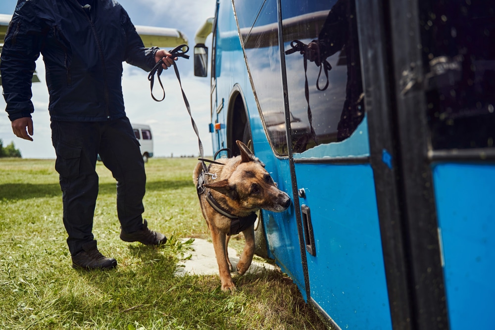 Drug dog search