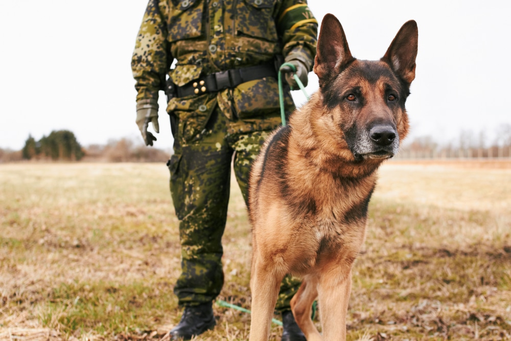 Drug dog security
