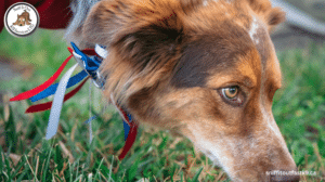 Life of a Detection Dog